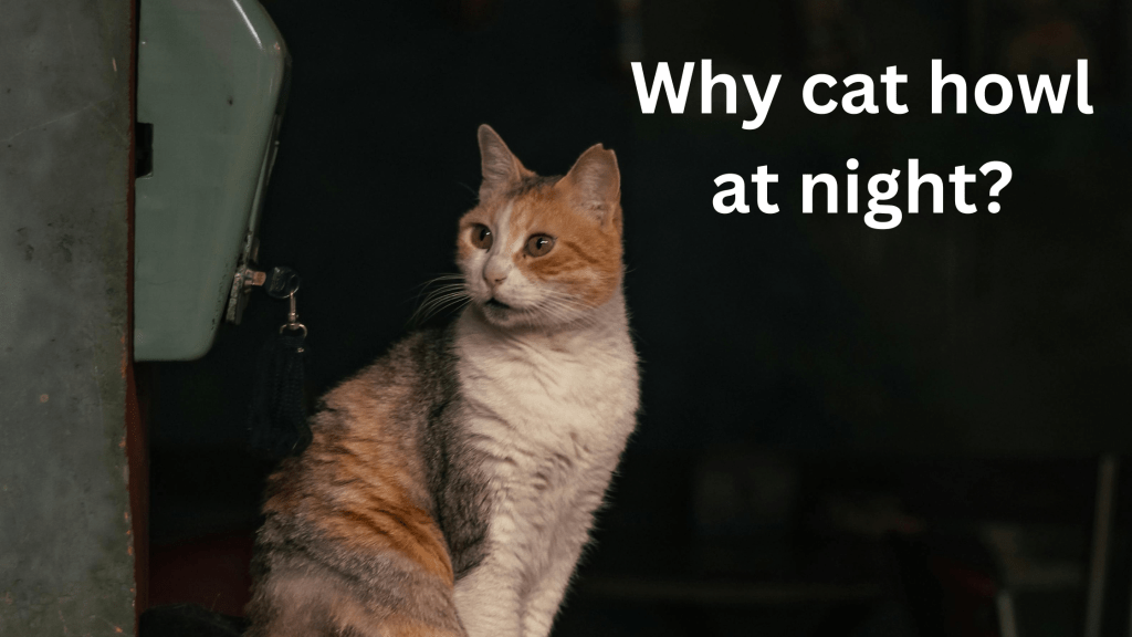 why do cat howls at night